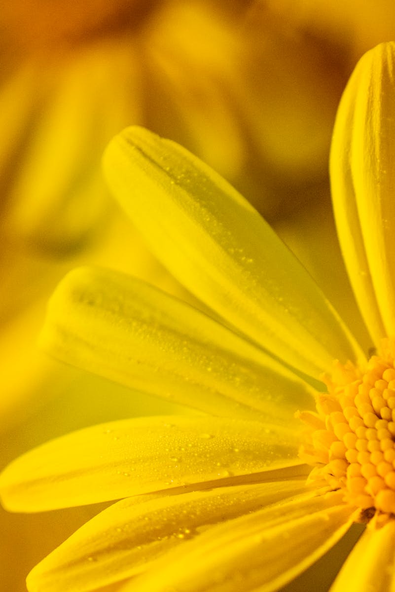 Macro image of a dew-kissed yellow flower showing detailed petals and vibrant color