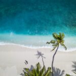 aerial nature photography of green palms on seashore during daytime